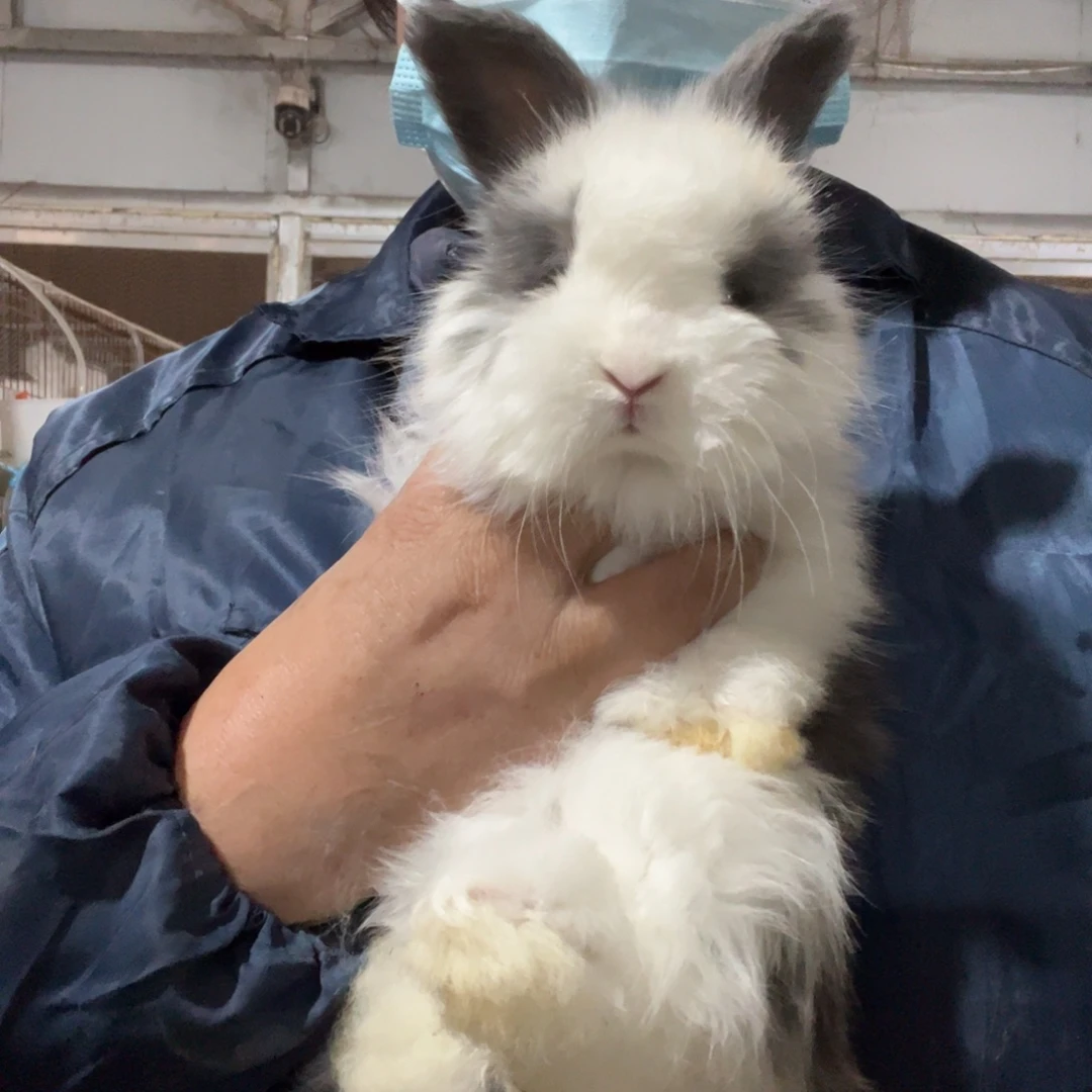 宠物兔英系安哥拉兔
