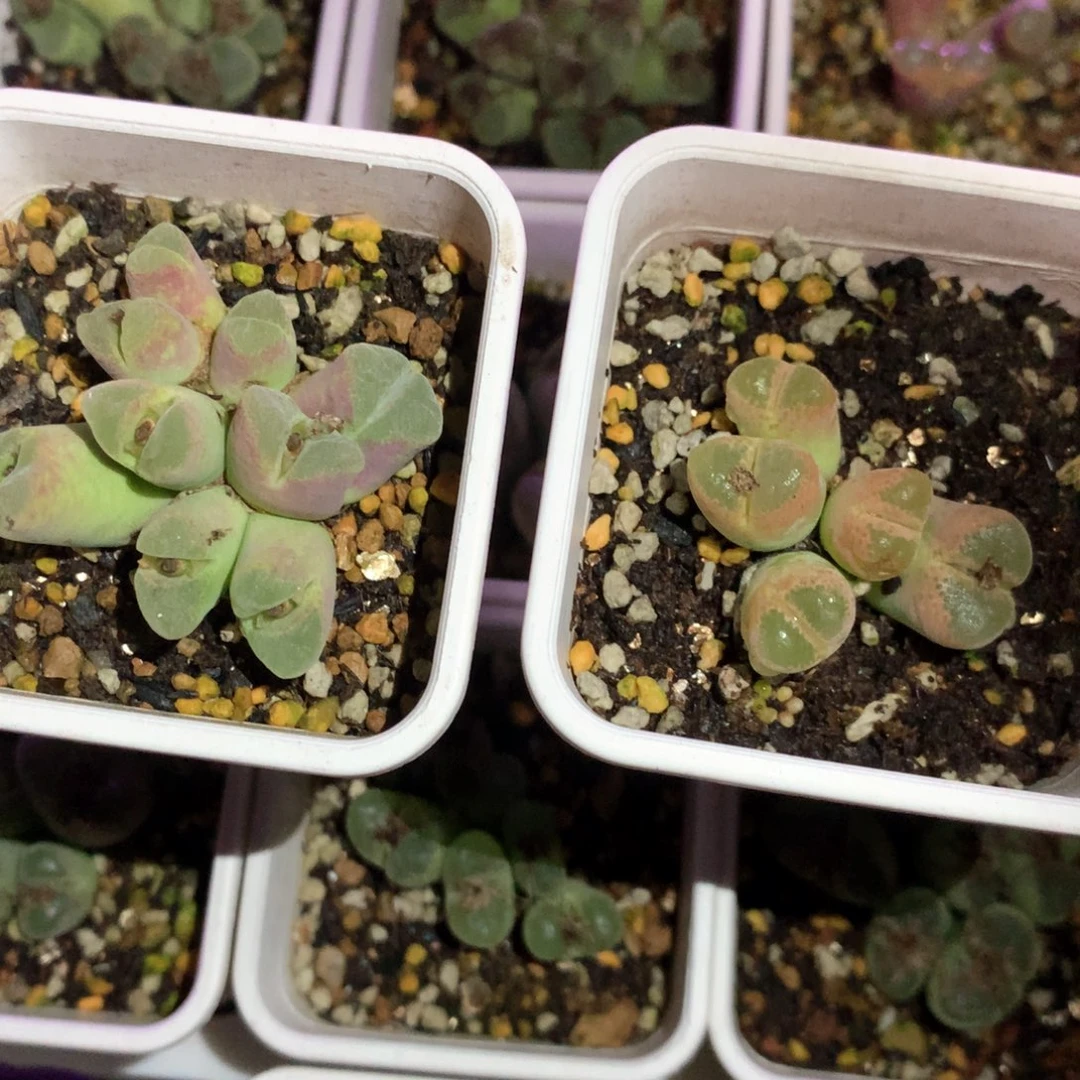 薄****薄荷糖 肉锥植物