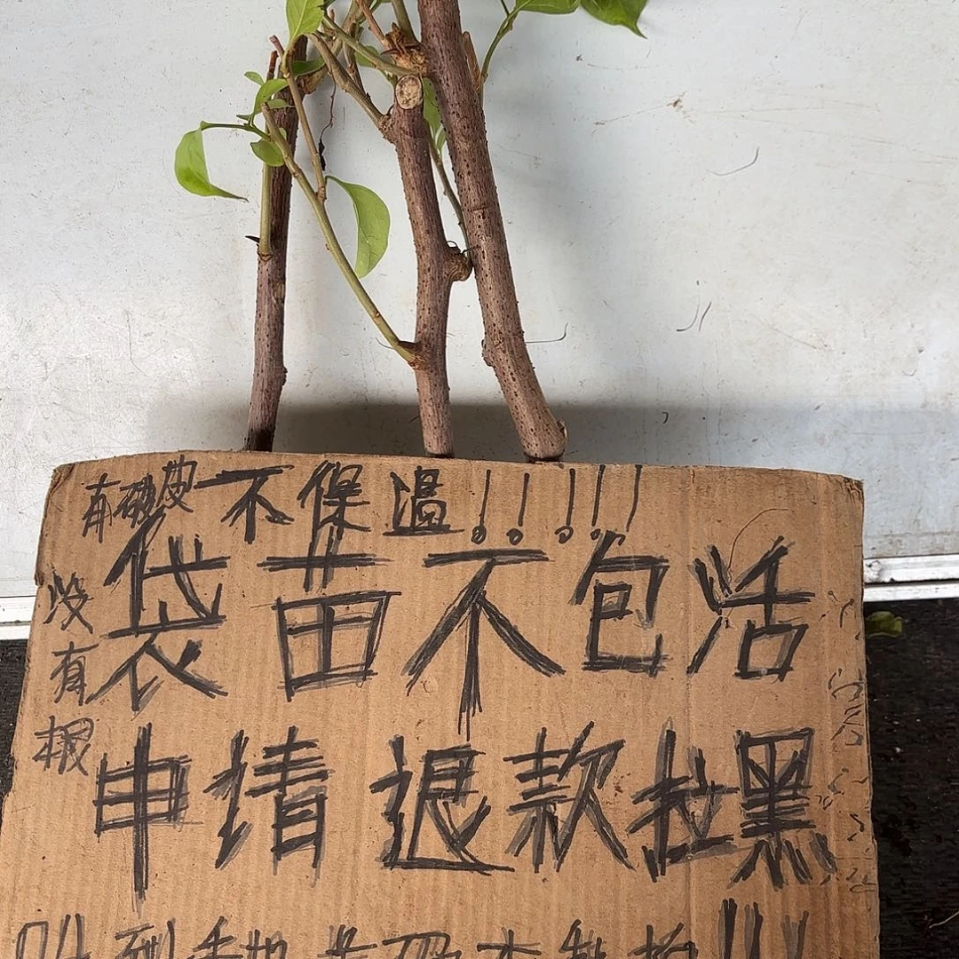 向***哇无花朵袋苗盲盒三颗不包活8