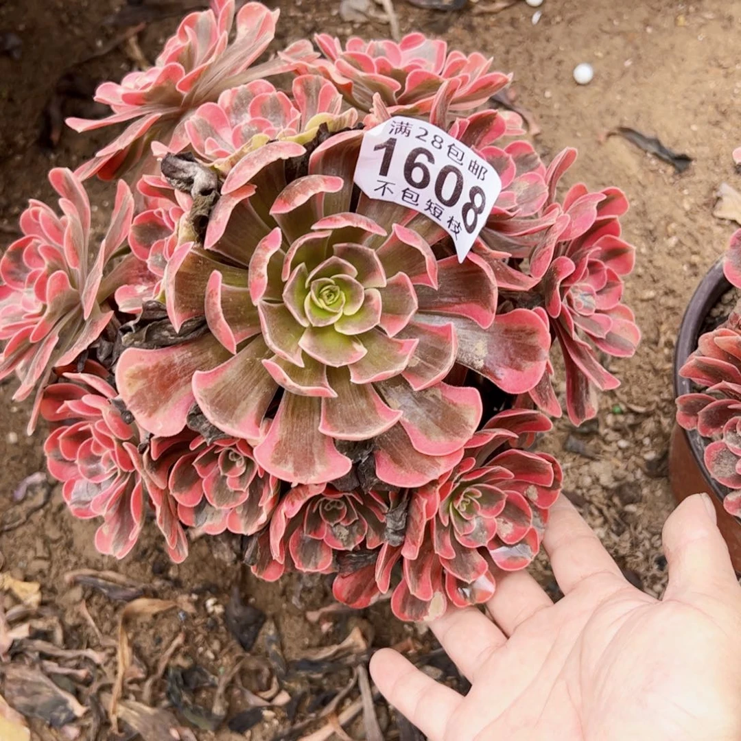 1608爱神多肉植物法师