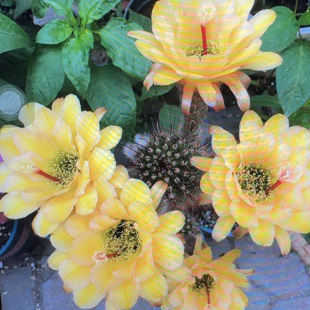 法一带根高17公分毛花柱