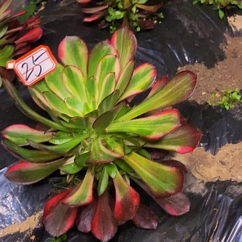 俊*花蝴蝶捧花法师25