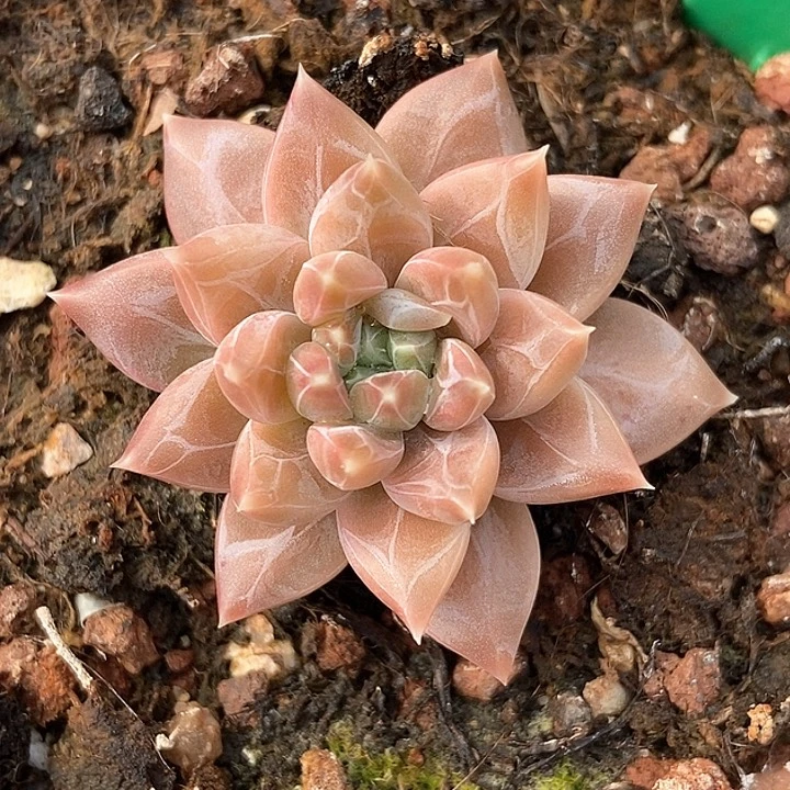 多肉植物灰姑娘879