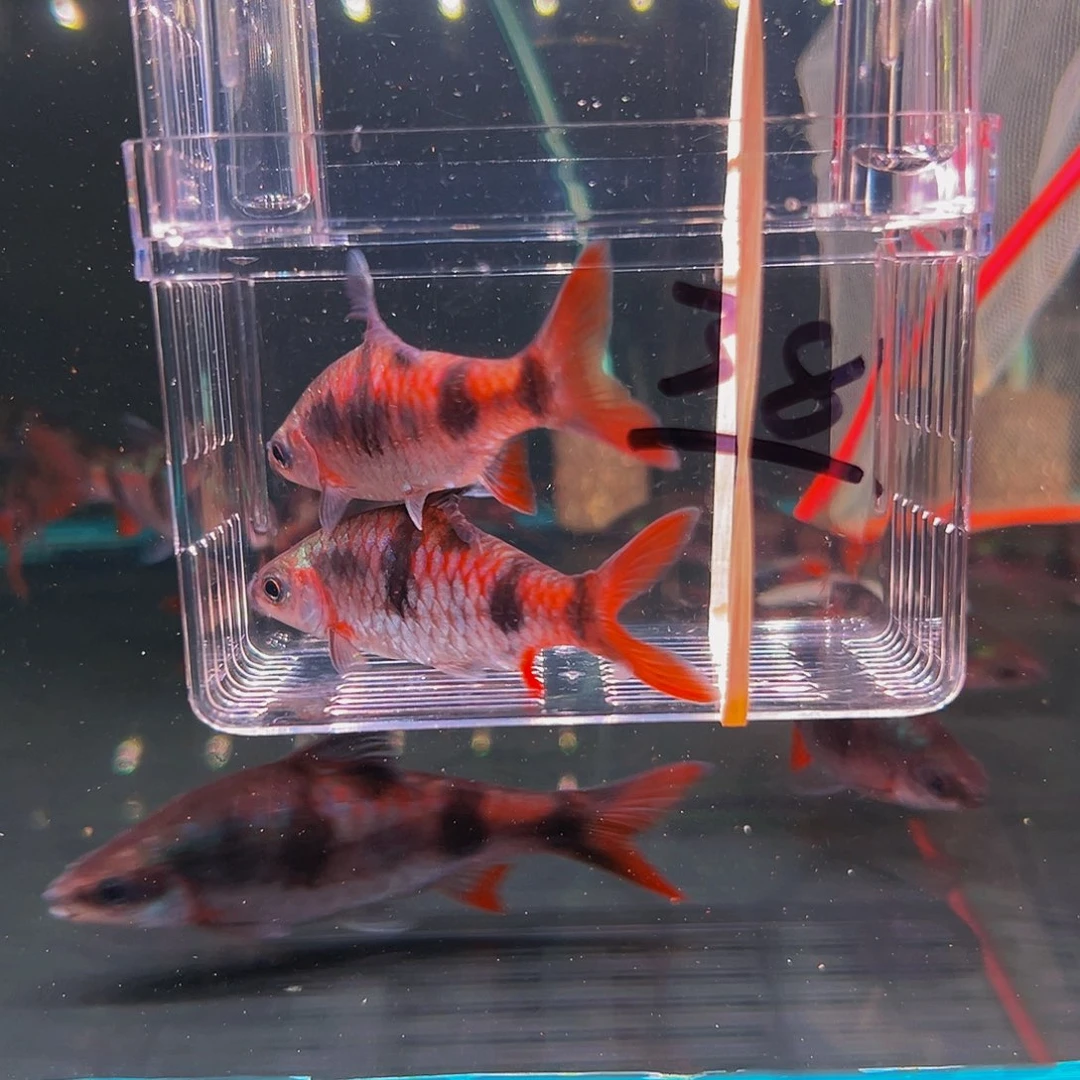 工具鱼红尾鱼鱼鱼鱼鱼38