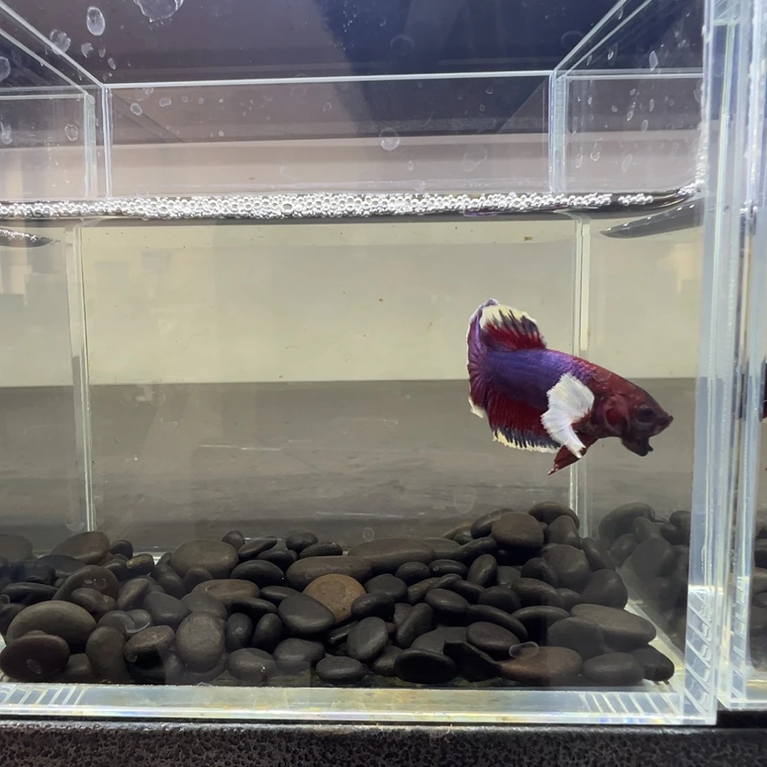 斗鱼阿浩泰斗14日84