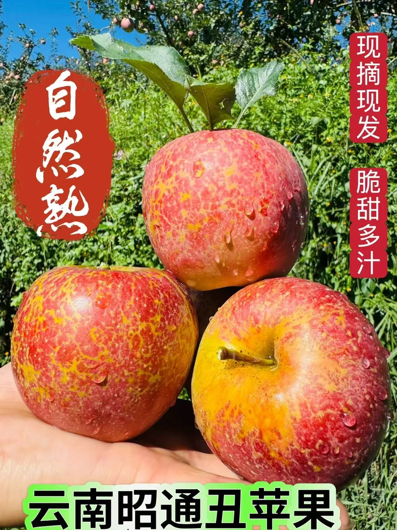 云南昭通冰糖心苹果红露高原丑苹果自家果园新鲜采摘发货精品果
