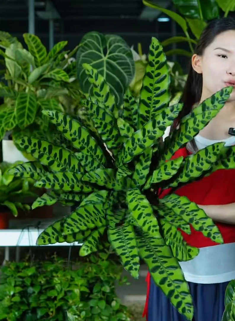 猫眼竹芋，室内绿植