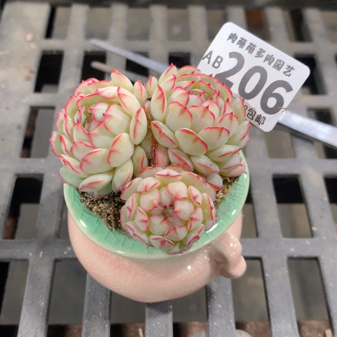 肉萌萌拇指盆精控多肉AB206