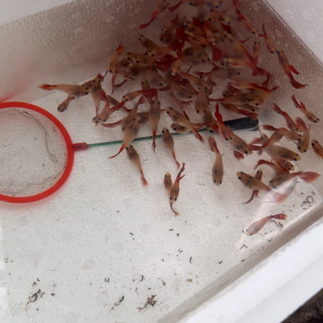 不分公母淡水3琉璃玻璃猫120条,2.5厘米左右