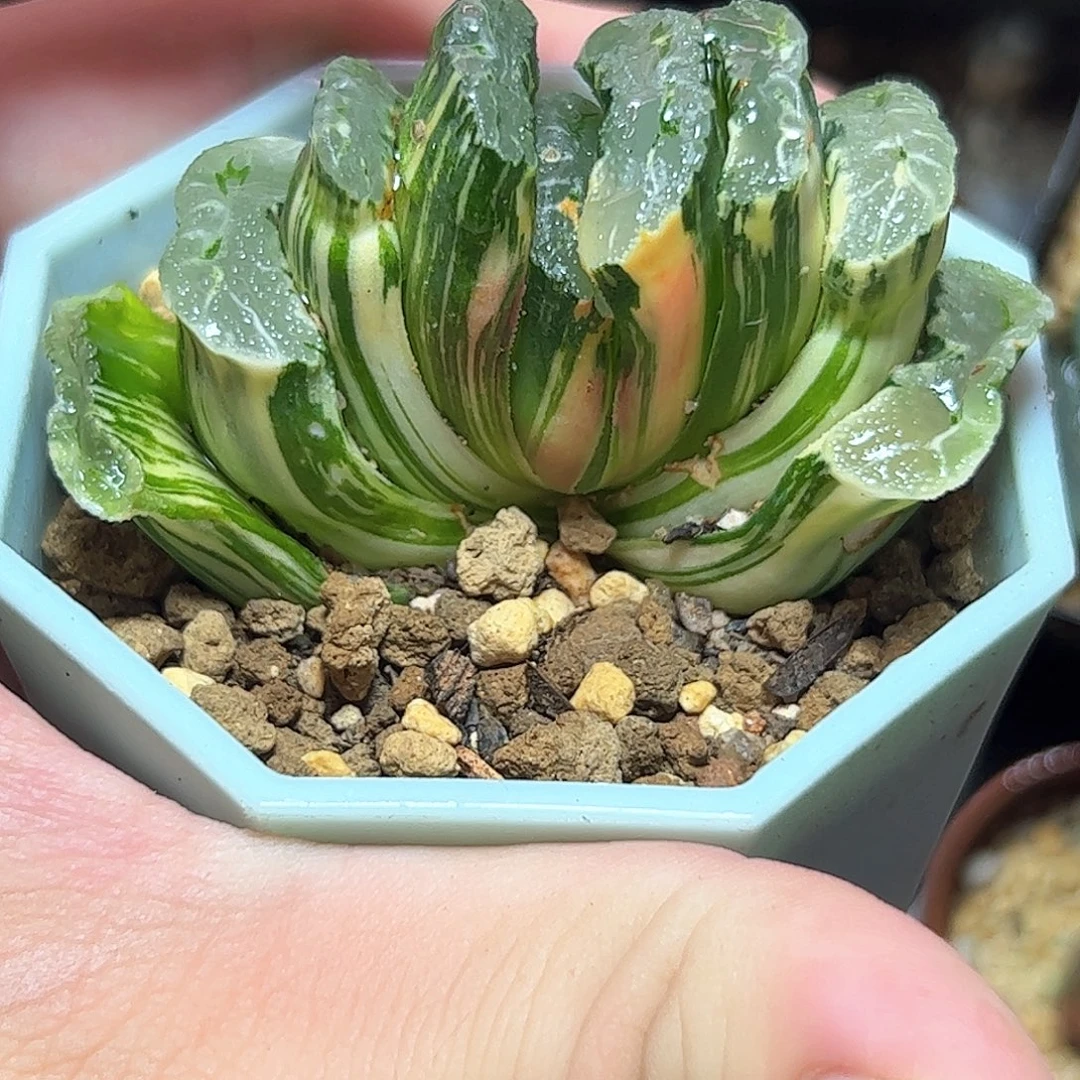 绿岛锦十二卷多肉植物
