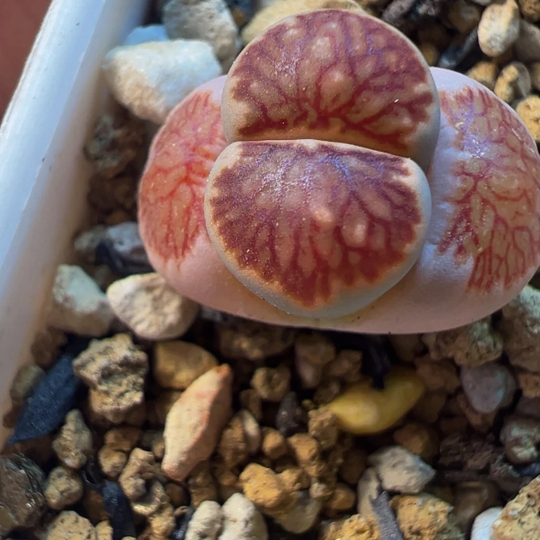 红窗菊多肉植物25