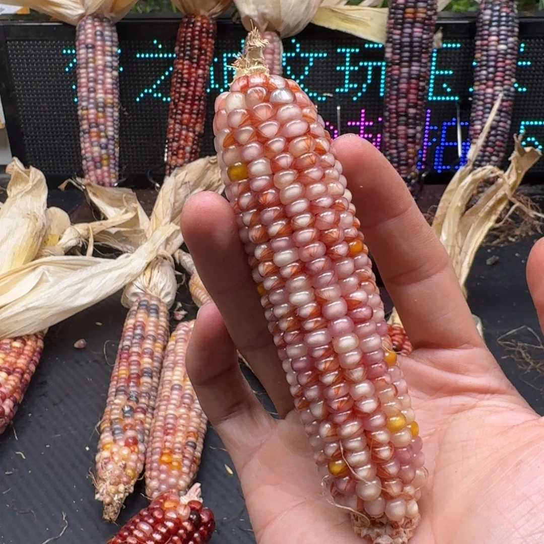 荼***白柏香籽/百香籽吊坠