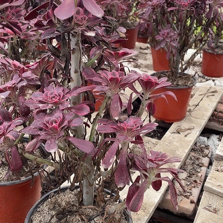 311莉纳多肉植物法师
