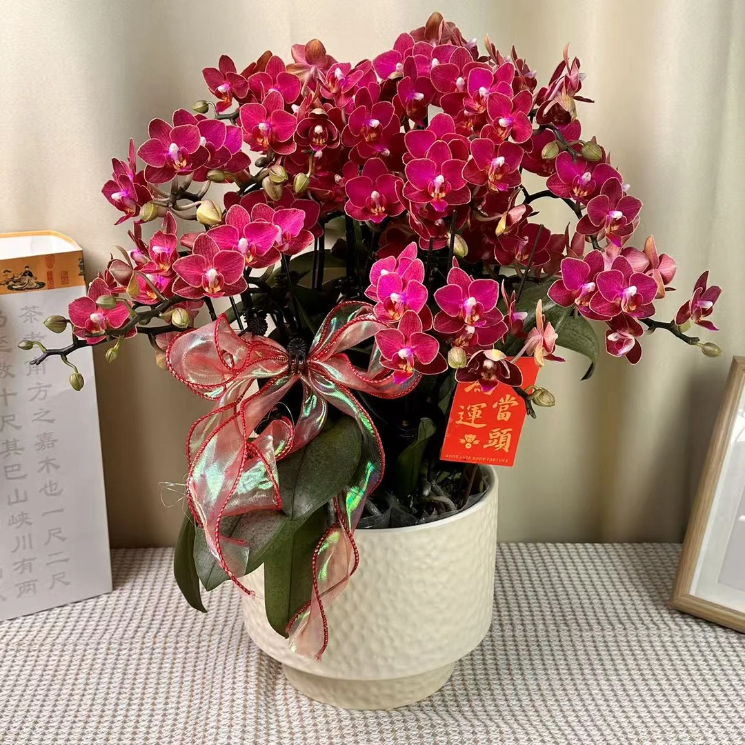 蝴蝶蘭【小红花】酒红色系 爆花量 桌面小花款 好养耐活