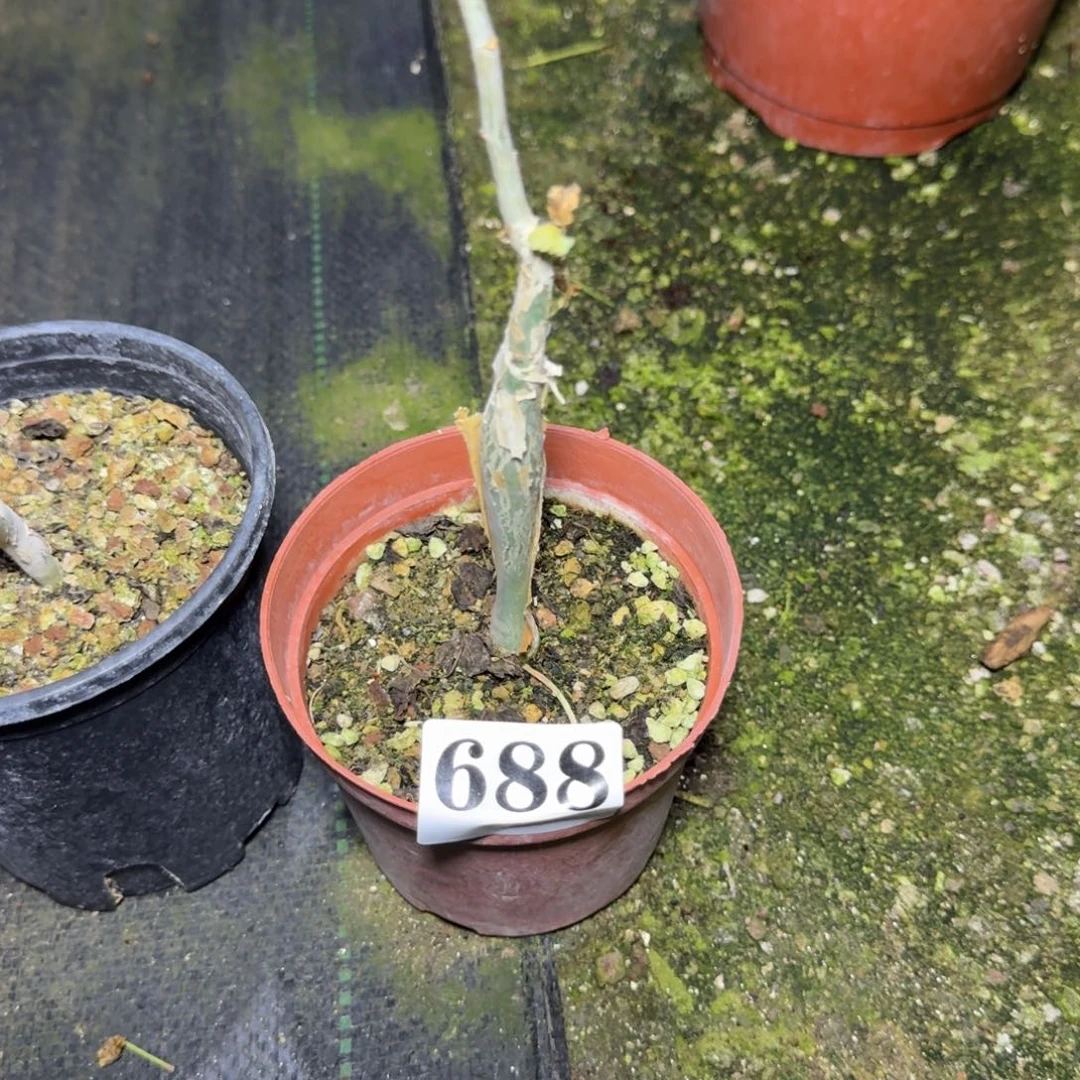 你***想卵叶芳香橄榄一物一拍多肉