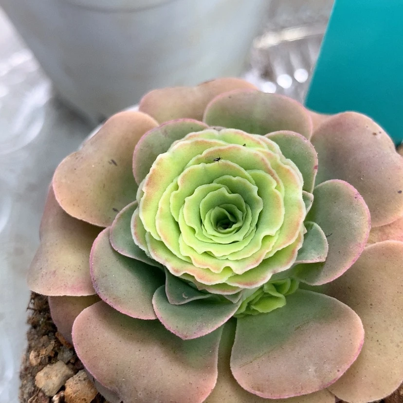 【闪购商品】yjj221