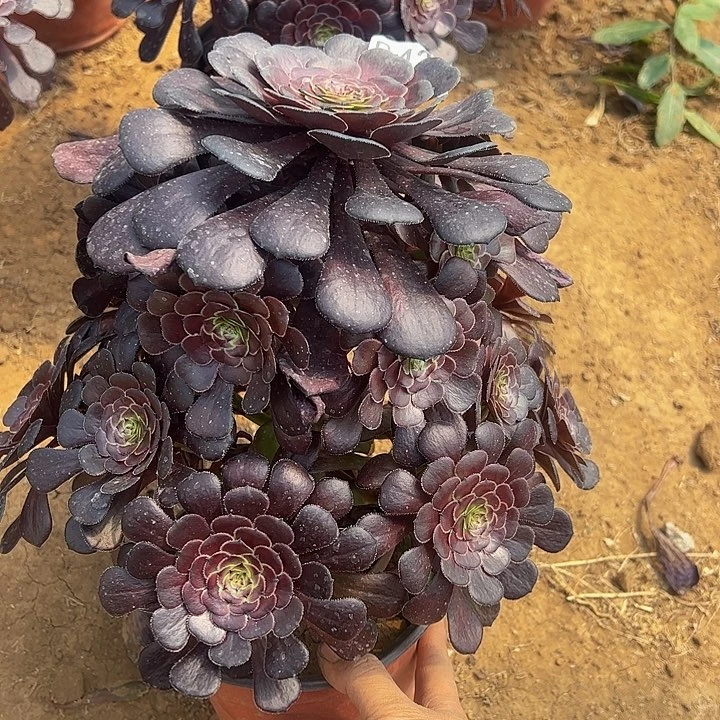 黑萝莉多肉植物429