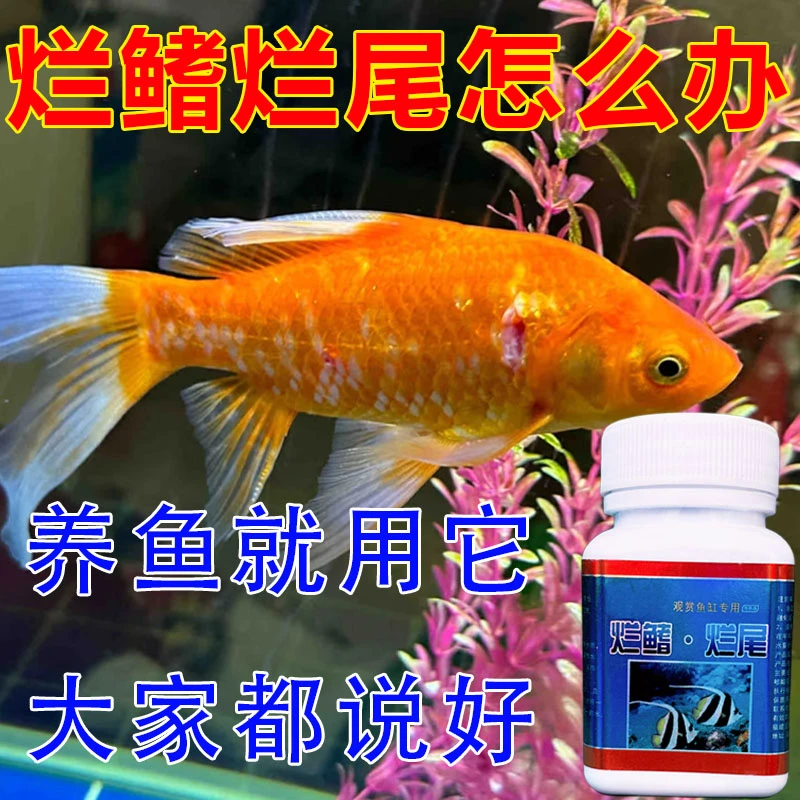 烂尾烂鳍鱼缸专用简鲨观赏鱼金鱼烂鳍烂腮烂鳞寄生虫专用