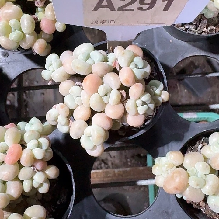 ?***?c j x xv h j j g 291