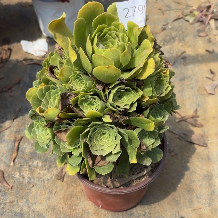 绿羊绒多肉处理不包断头2799