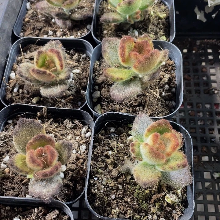 泰迪熊带盆土发货