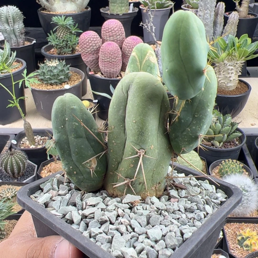 程程柱一物一拍脱土发