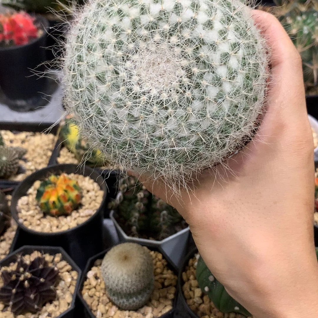 当前无花栽培后可以开花实生根大玉翁