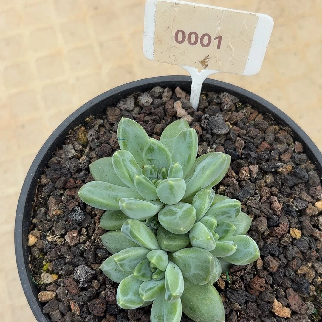 雨花石1234567891011213