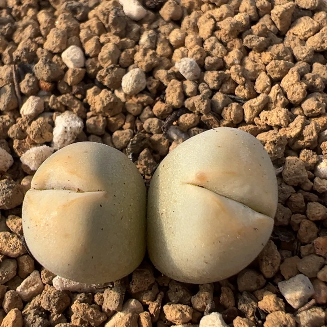 96多肉植物百科植物