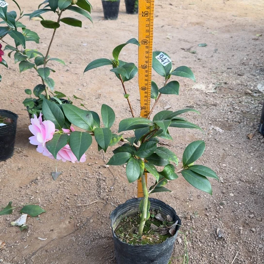 少量花朵（建议范围：2朵-5朵 或40%以下）947乌马克