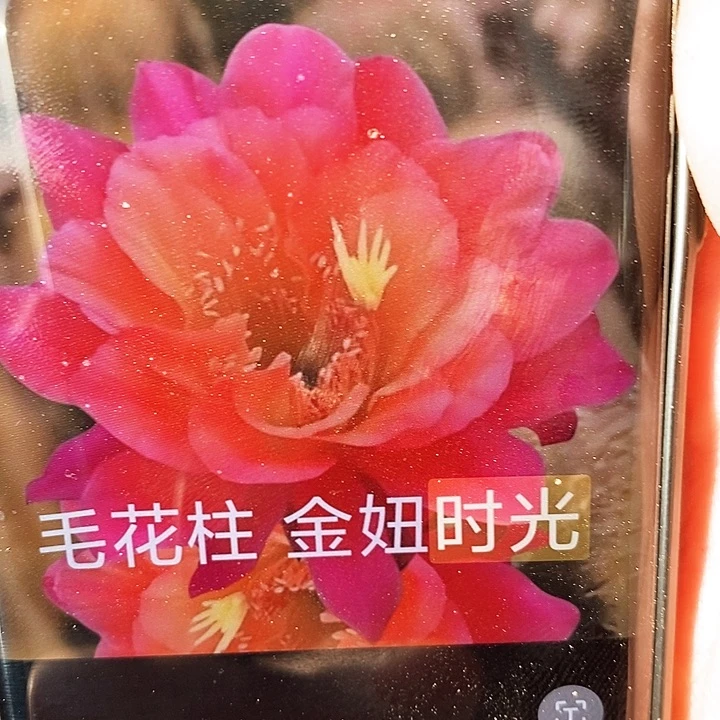 金妞时光 /侧芽歪20包邮/高9公分
