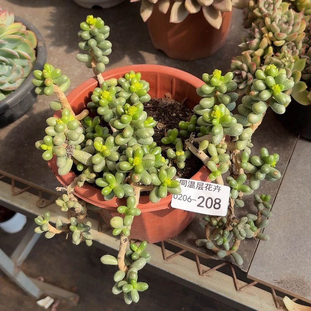 同温层多肉绿龟208