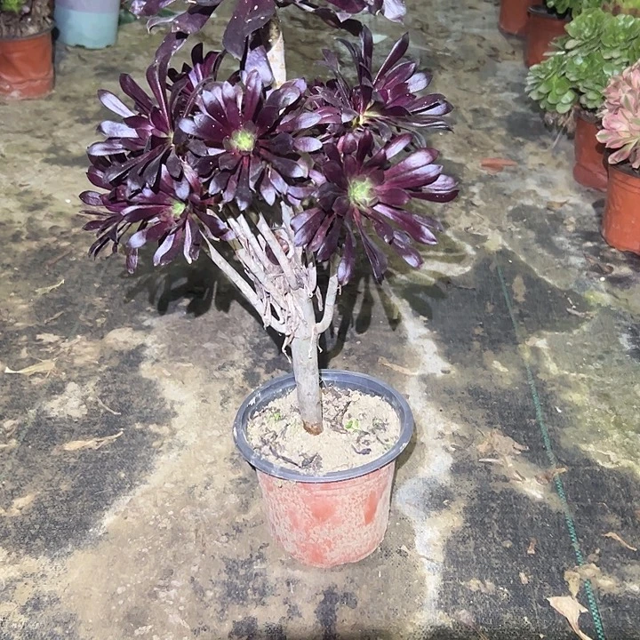 不包侧枝一物一拍瑕疵10