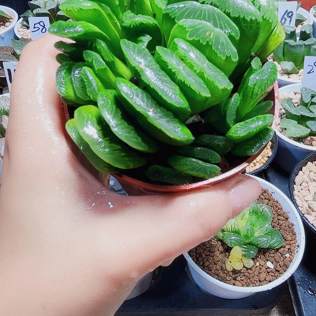 翡翠绿玉扇多肉植物6666