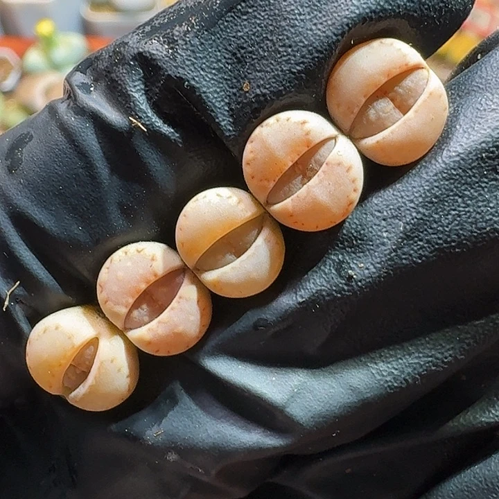 生石花1111111111。   283
