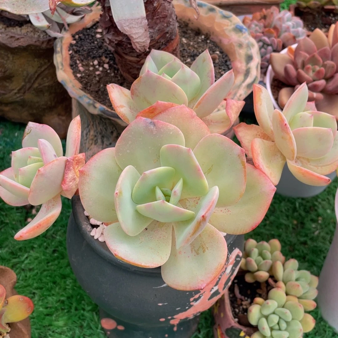 多肉植物盆栽多肉