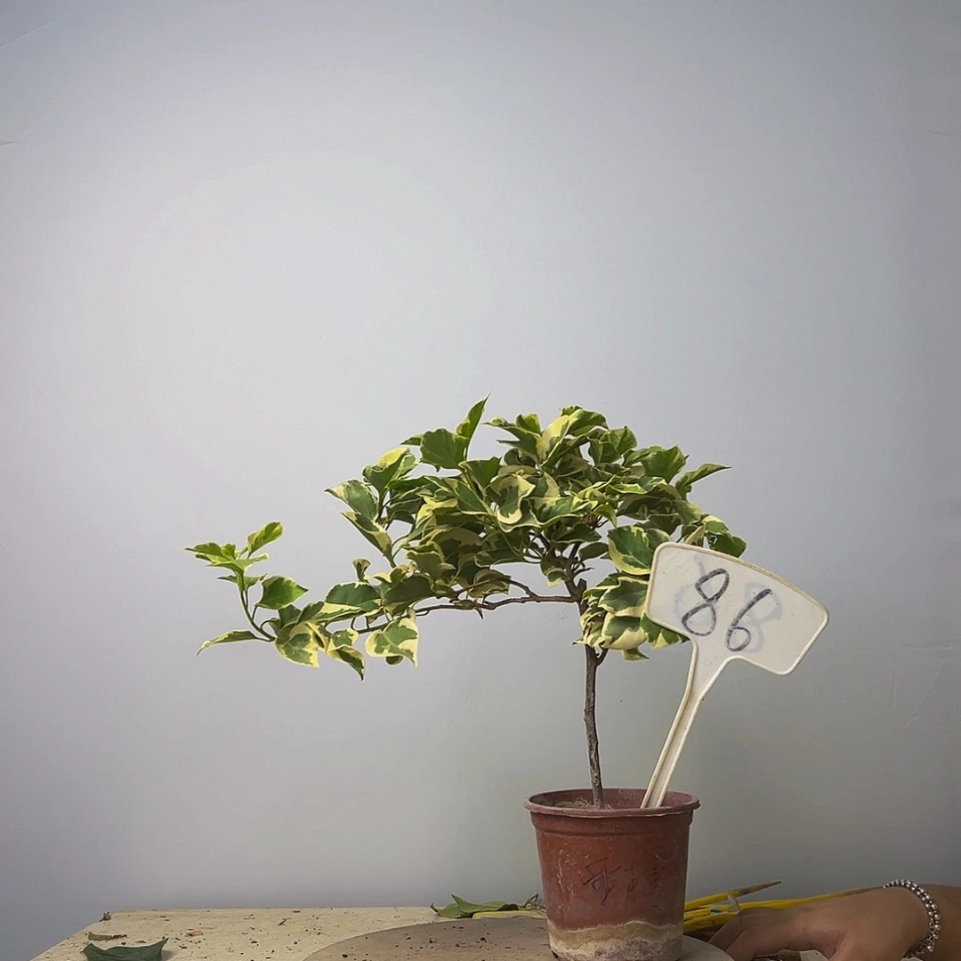 当前无花栽培后可以开花福利 斑叶重瓣橙有瑕疵 86