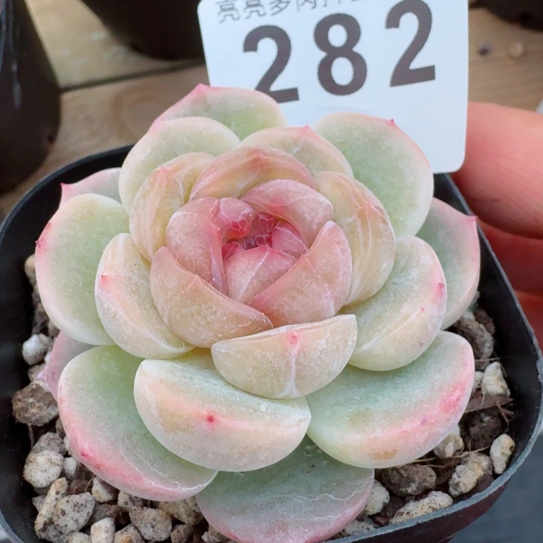 ?***羊相思         精品多肉