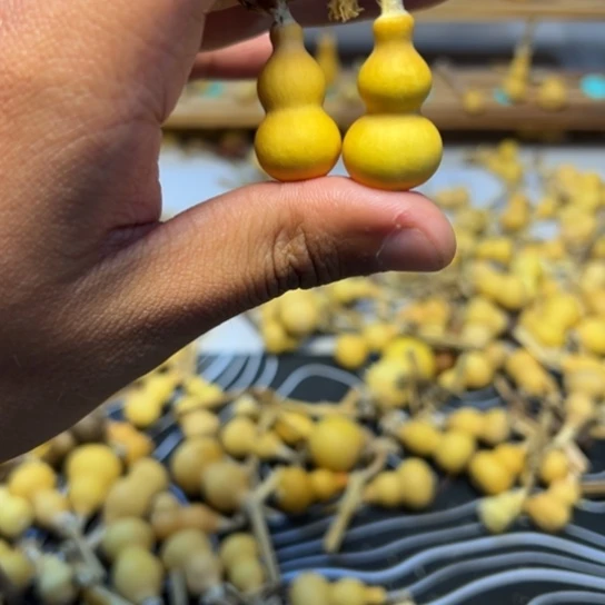 弥***云葫芦草里金草里金