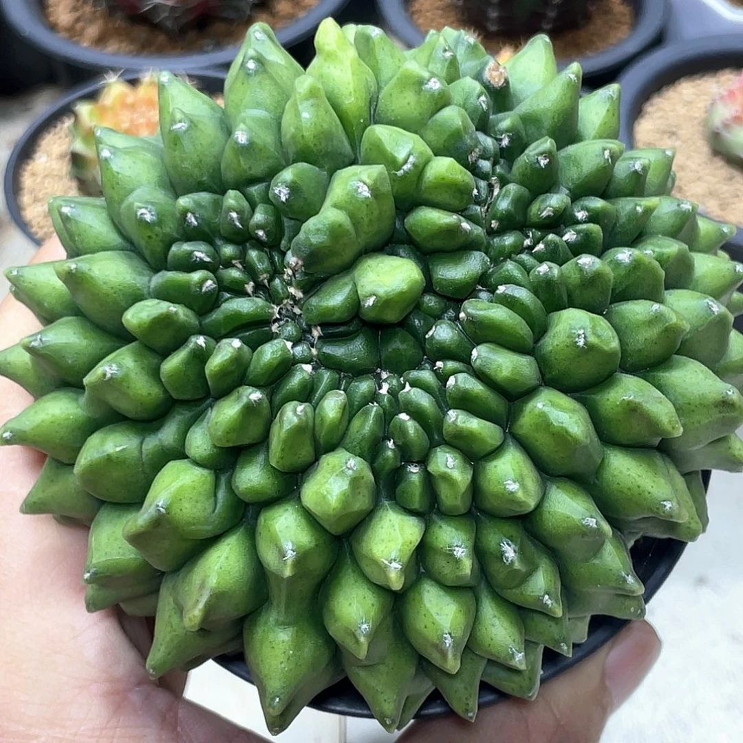 无花朵泰系实生根，貘缀