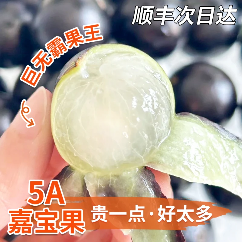 顺丰现摘嘉宝果树葡萄当季新鲜小众水果酸甜多汁孕妇包邮