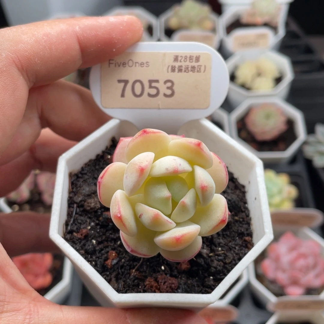香草7053-4.0厘米