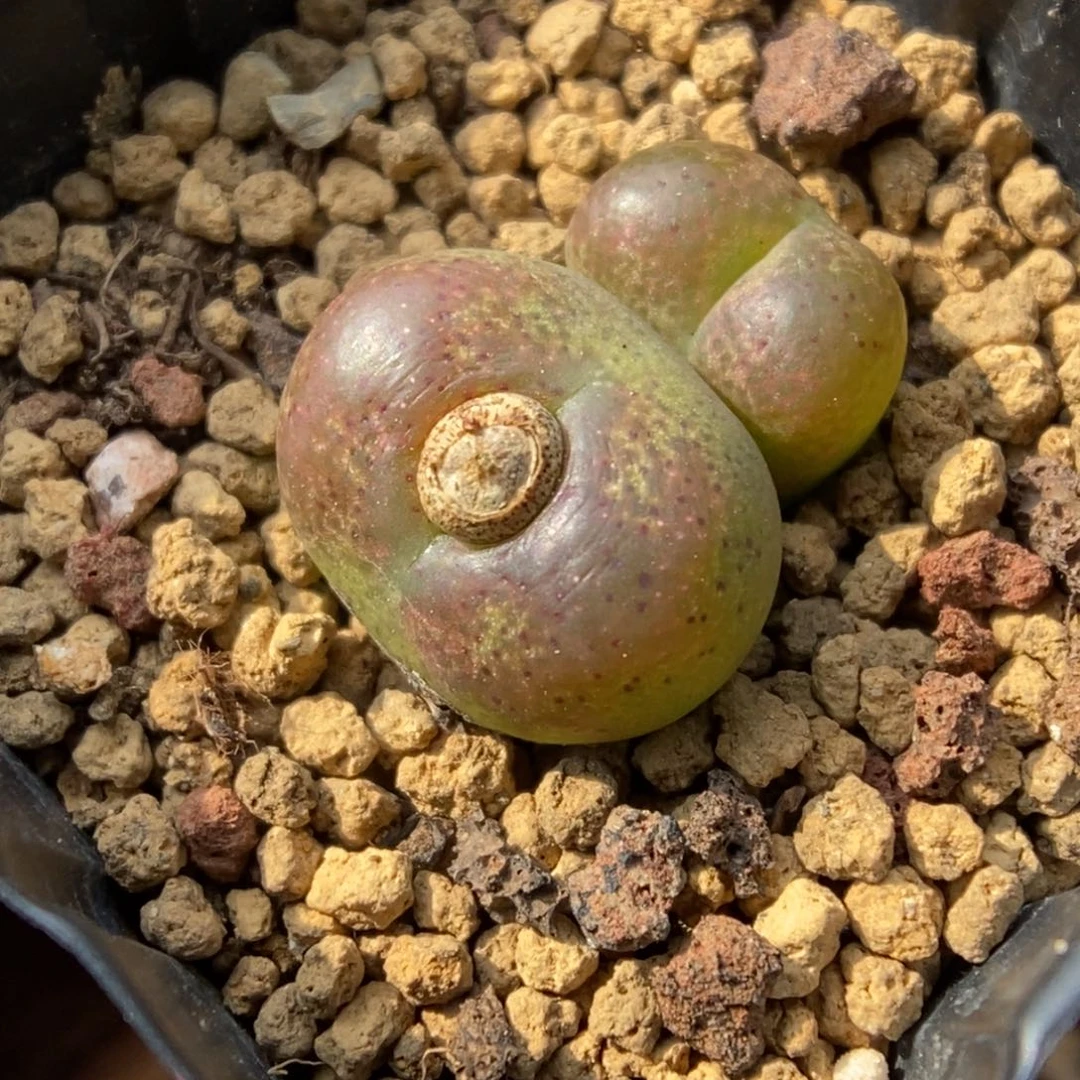 多肉植物肉锥杂交K-119