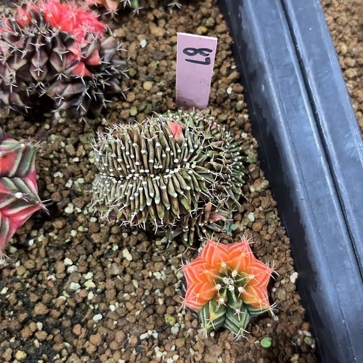 8710509泰国发货多肉