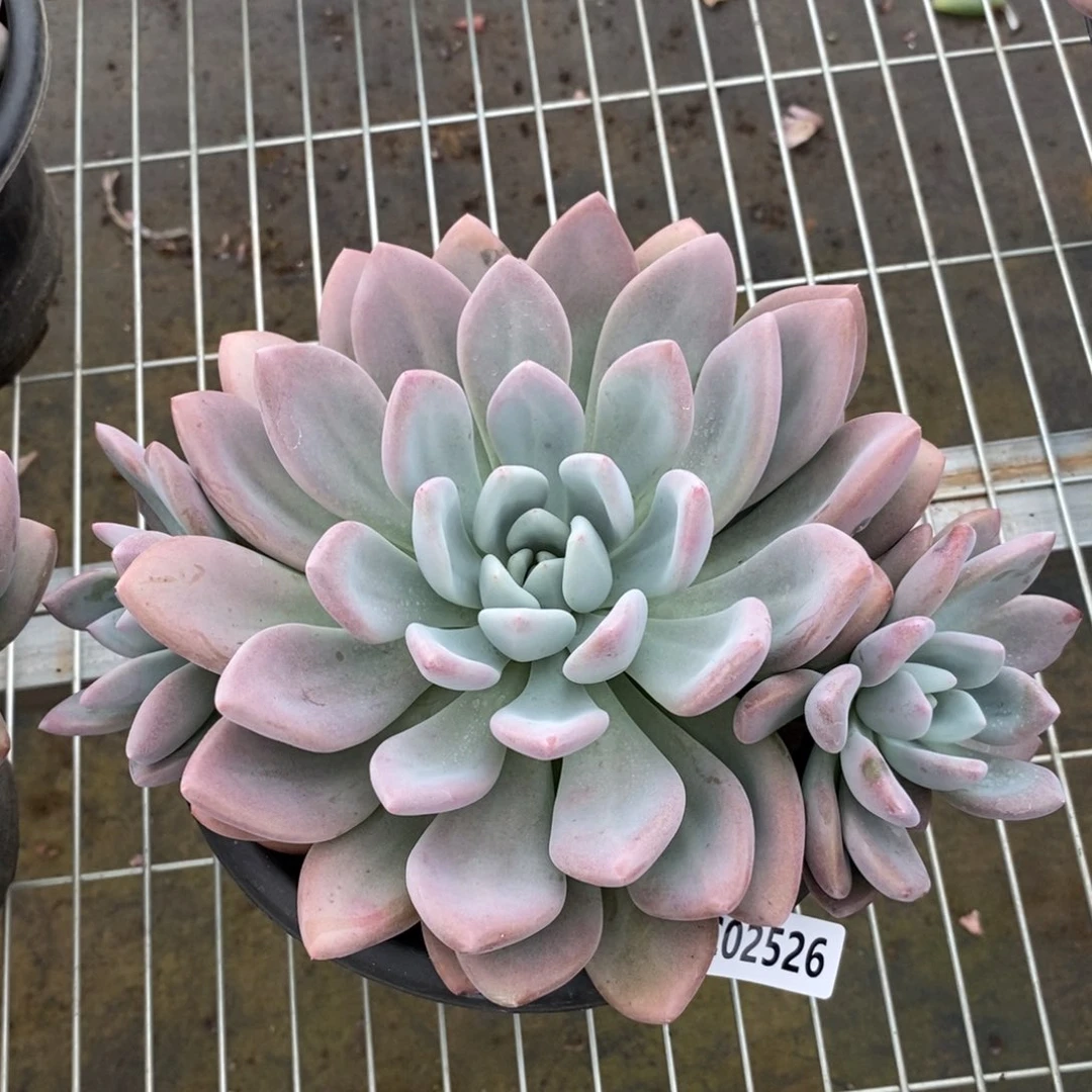 2526奥普一物一拍