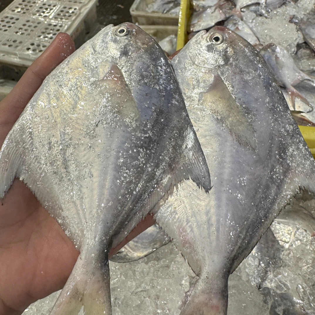 【台州东海流网鲳鱼4斤】野生海捕银鲳白鲳肉质鲜嫩顺丰冷链包邮
