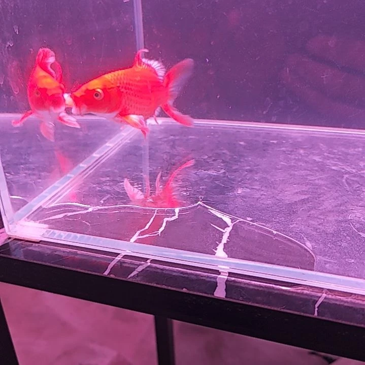 承***鱼蝴蝶鲤练手鱼红色1号