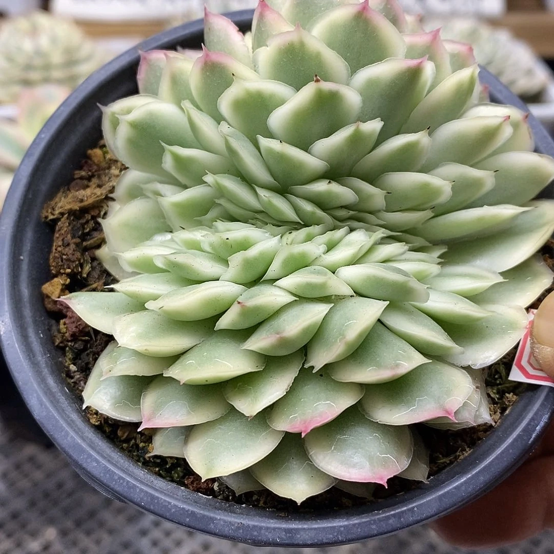 24134 紫蝴蝶锦缀 需延时发货