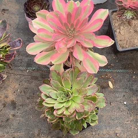 粉女巫粉花妖多肉2颗