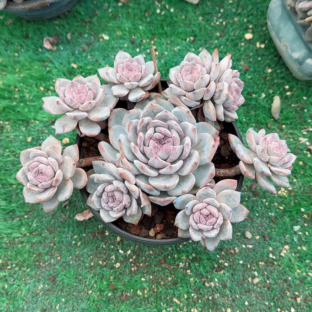 紫心长飘石榴籽呀呀